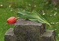 T-20150509-123947_IMG_9460-7a