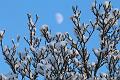 T-20160118-152908_IMG_6383-7