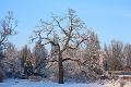 T-20160118-153744_IMG_1233-6