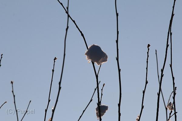 T-20160118-145510_IMG_6217-7.JPG