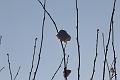 T-20160118-145510_IMG_6217-7