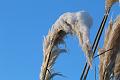 T-20160118-152514_IMG_6361-7