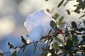 T-20160118-152822_IMG_6376-7