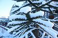 T-20160118-154052_IMG_1247-6