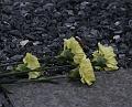 T-20160304-173613_IMG_1540-7a