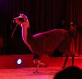 T-20160504-191010_IMG_4173-7a
