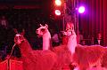 T-20160504-191028_IMG_4198-7