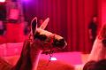 T-20160504-191034_IMG_4217-7