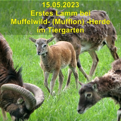 20230514 Tiergarten Muffelwild-Mufflon-Lamm