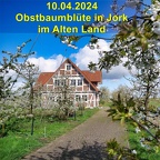 20240410 Obstbaumbluete Jork Altes Land
