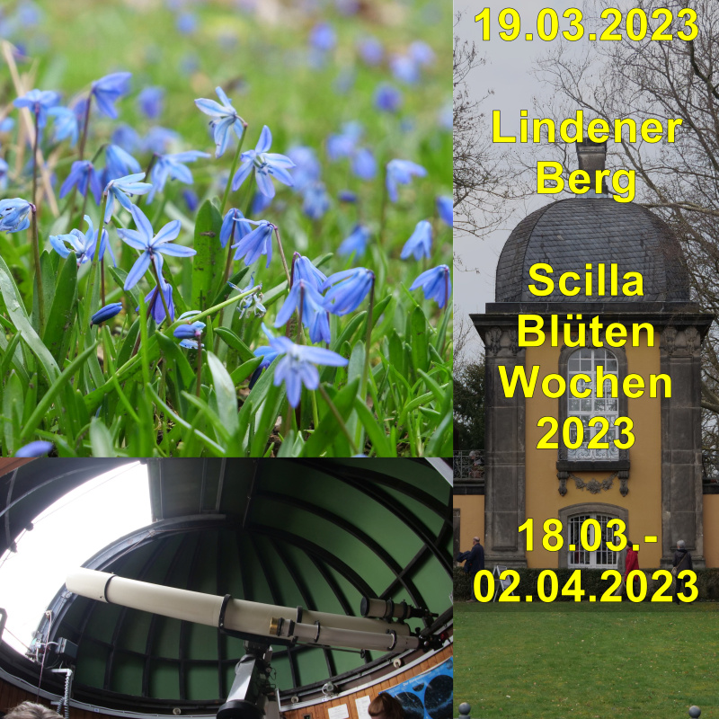 A Scilla-Blueten-Wochen