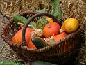 IMG_0184a