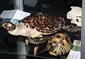 D0153_IMG_3868a