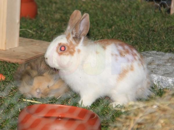 IMG_6639a.jpg