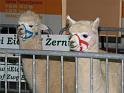 IMG_6386az_6609az
