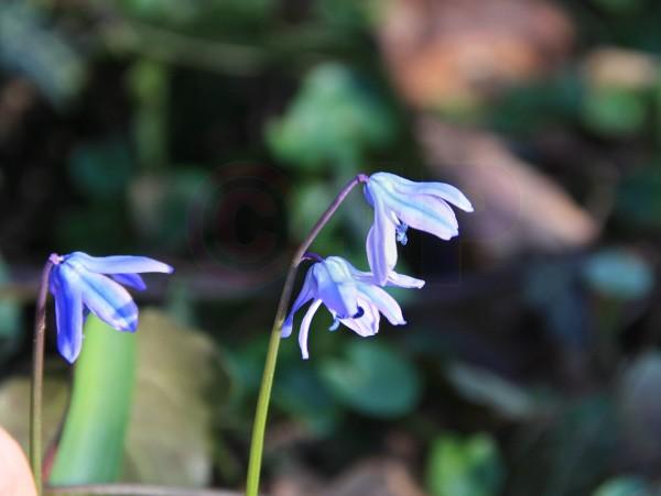 IMG_5456a.jpg