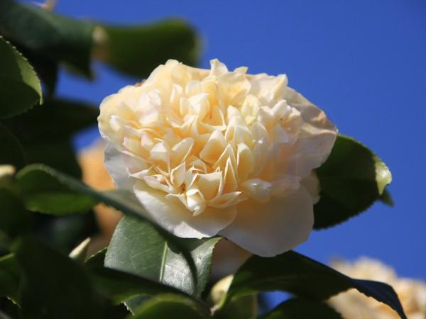 IMG_5559a.jpg