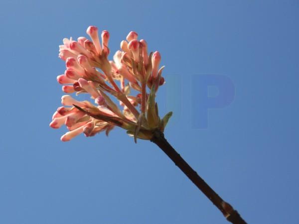 IMG_5571a.jpg