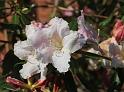 IMG_5552a