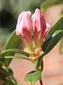 IMG_5556a