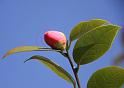 IMG_5562a