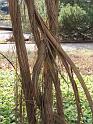 IMG_5604a