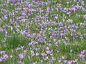 IMG_5645a