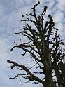 IMG_5653a