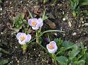 IMG_5656a