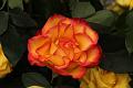 D-L4243-IMG_6066-5