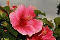 E-R5181-IMG_9073-5