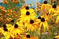 E-R5195-IMG_9087-5