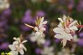 E-R5496-IMG_9387-5