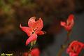 E-R5511-IMG_9402-5
