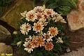 E-R5515-IMG_9406-5