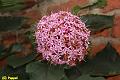 E-R5545-IMG_9436-5