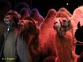 IMG_5012a