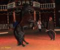 IMG_7260a