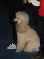 IMG_2929a