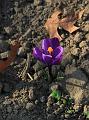 IMG_3166a