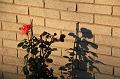 D-J4670-s1-J4771-IMG_9085-5