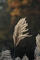 D-J4727-IMG_9041-5