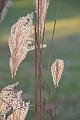 D-J4752-IMG_9066-5