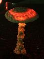 D-L8106-IMG_1412-5a