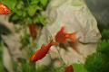 D-M4362-IMG_3831-5
