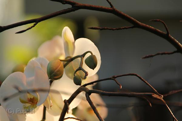 IMG_6453.JPG