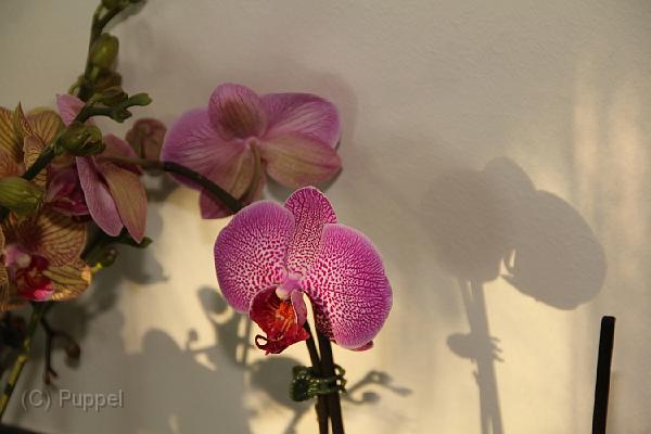 IMG_6631.JPG