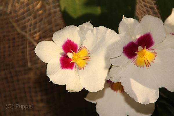 IMG_6633.JPG