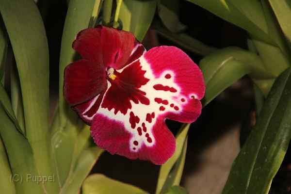 IMG_6650.JPG