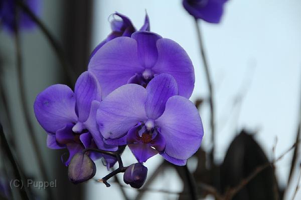 IMG_6678.JPG